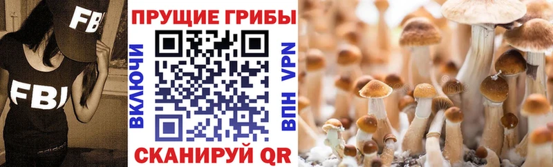 где купить наркоту  Благовещенск  kraken ТОР  Псилоцибиновые грибы прущие грибы 